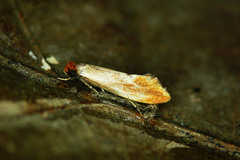 Tinea semifulvella