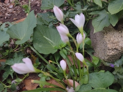 Zephyranthes miradorensis