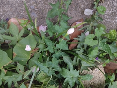Zephyranthes miradorensis