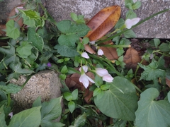 Zephyranthes miradorensis