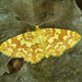 Hydrelia flammeolaria - Photo (c) Michał Brzeziński, algunos derechos reservados (CC BY-NC), subido por Michał Brzeziński