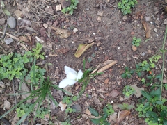 Zephyranthes miradorensis