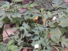 Zephyranthes miradorensis