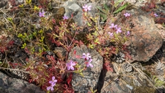 Geranium robertianum