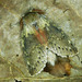 Stauropus fagi - Photo (c) Michał Brzeziński,  זכויות יוצרים חלקיות (CC BY-NC), הועלה על ידי Michał Brzeziński