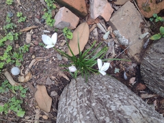 Zephyranthes miradorensis