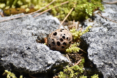 Sacoglottis amazonica