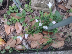 Zephyranthes miradorensis