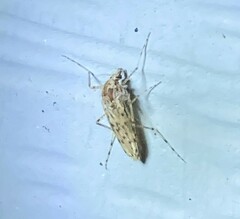 Chaoborus punctipennis