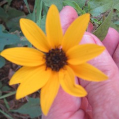 Helianthus debilis