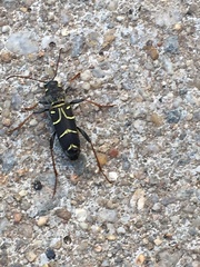 Xylotrechus antilope