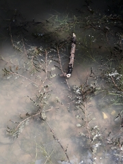 Potamogeton crispus
