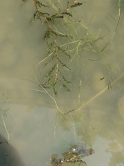 Potamogeton crispus