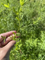 Galium