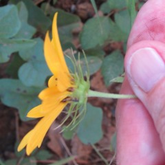 Helianthus debilis