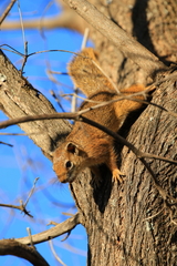 Paraxerus cepapi cepapi