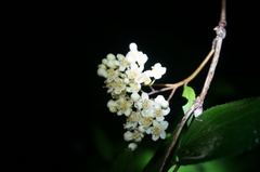 Deutzia parviflora