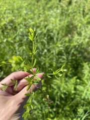 Galium