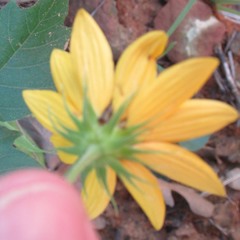 Helianthus debilis