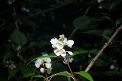 Philadelphus pekinensis