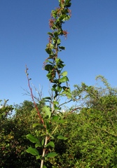 Berberis dasystachya