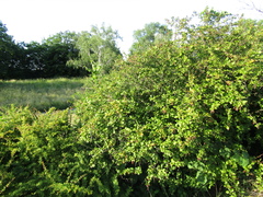 Berberis dasystachya