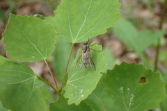 Rhagio annulatus