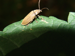 Dascillus cervinus