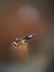 Crematogaster contemta