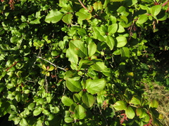 Berberis dasystachya