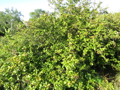 Berberis dasystachya