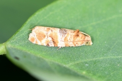 Lobesia yasudai