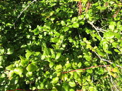 Berberis dasystachya