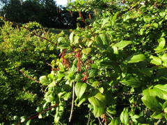Berberis dasystachya