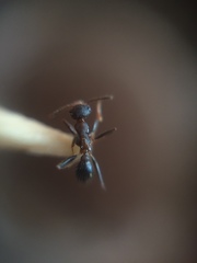 Pheidole spathifera