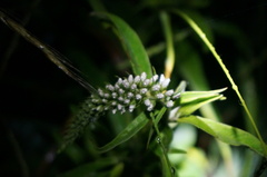 Lysimachia barystachys