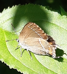 Satyrium spini