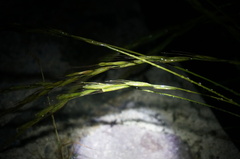 Festuca extremiorientalis