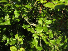 Berberis dasystachya