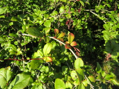 Berberis dasystachya