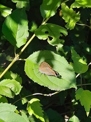 Satyrium spini