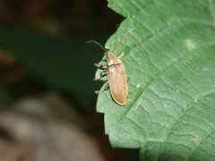 Dascillus cervinus