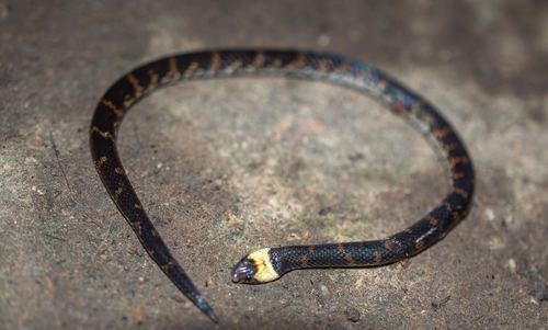 Pachacamac Ground Snake