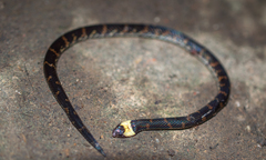 Atractus snethlageae