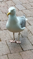 Larus argentatus