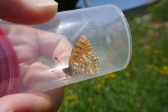 Melitaea deione
