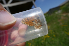 Melitaea deione