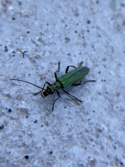 Oedemera nobilis