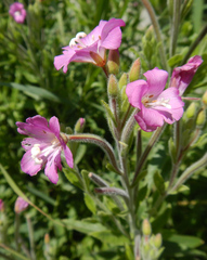 Epilobium hirsutum