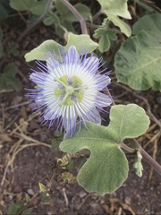 Passiflora arida